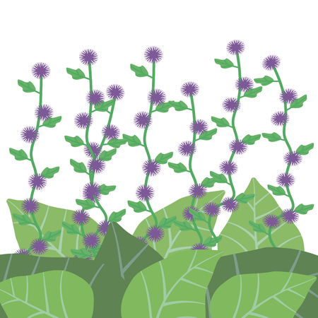 Purple flowers of bur with green leaves of burdock on a white background.のイラスト素材