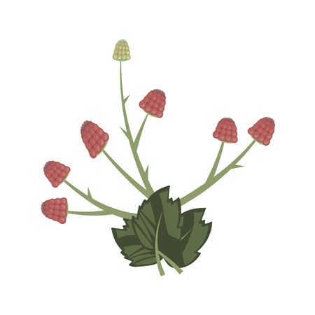 composition of dark leaves and red raspberries isolated on white backgroundのイラスト素材