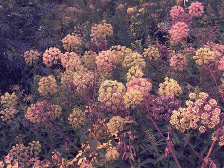 Umbrellas of forest summer big plants of inflorescences of pink-yellow color against the background...