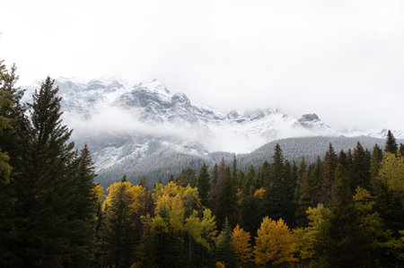 View of forest against snowcapped mountainsの写真素材