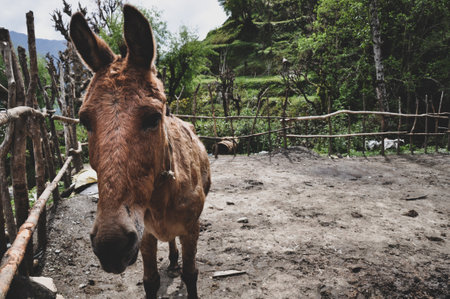 Donkey portraitの写真素材