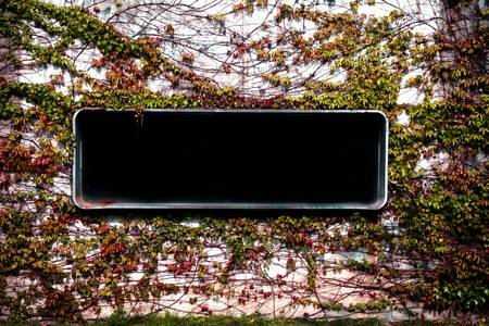 Window with vines