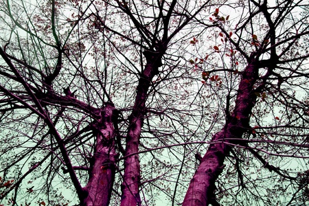 Sky and branches and leavesの写真素材