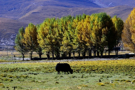 Western China Shangri-La and the beauty of nature travelの写真素材