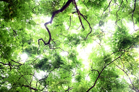 Before the arrival of the beautiful summer sky of fresh leaves