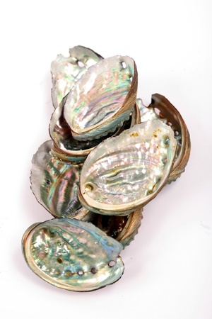 Natural beauty of the abalone shell lightの写真素材