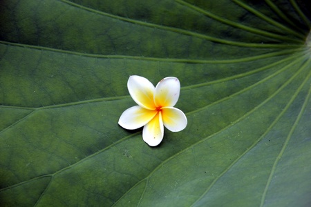 Plumeria Flowerの写真素材