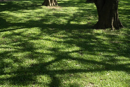 summer shade of greenの写真素材