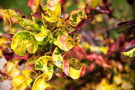 tropical colorful long and  narrow crotonの写真素材