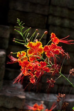tropical mountain red Haemanthus spp