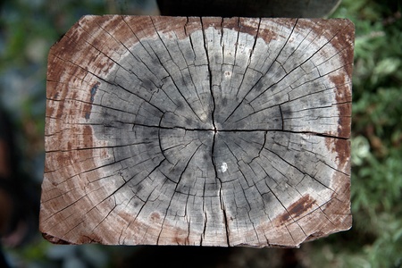 Weathered decaying railway tree rings