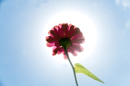 Sunny autumn morning, under the wild chrysanthemumの写真素材