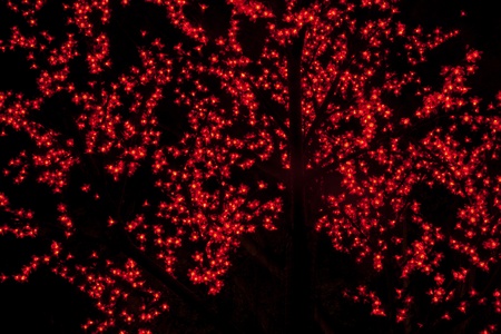 christmas  red flowers  lights at late night parkの写真素材