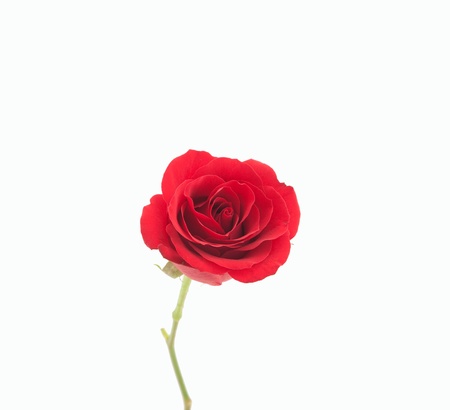 red rose with leaf isolated on whiteの写真素材