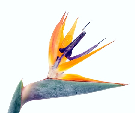 paradise bird flower isolated on white