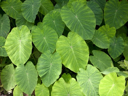 green Gainuwai leaves after raining