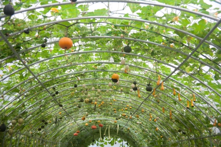 Squash plant (variety Harrier)pumpkinsの写真素材