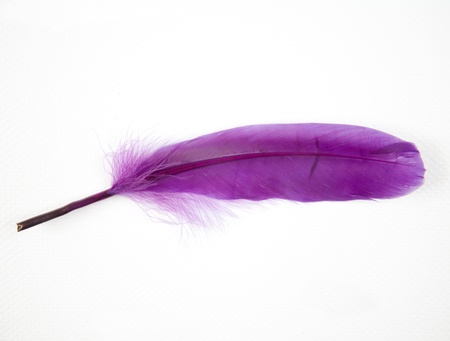 feather birds feather isolated on whiteの写真素材