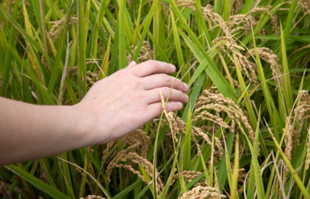 Rice field green grassの写真素材