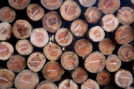 abstract wood log background close-up/Cross section of the timber for the background.の写真素材