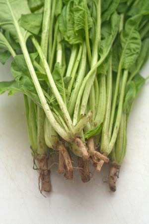 Spinach  on a plateの写真素材