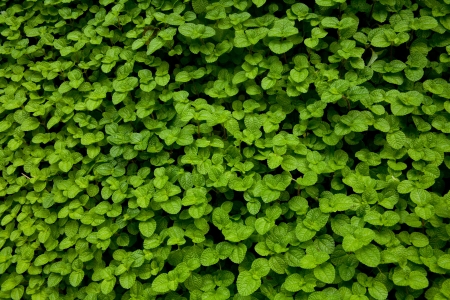 mint herb leaves /green leaves