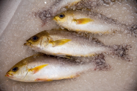 Fresh frozen fish processing and conditioning