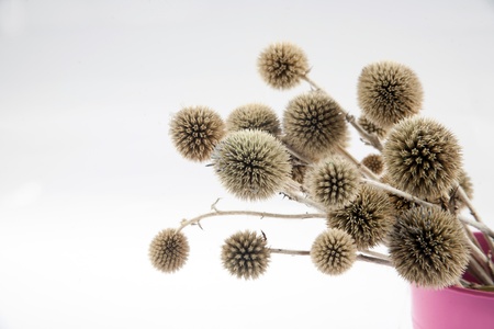 Echinops grijisii Hanceの写真素材