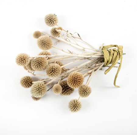 Echinops grijisii Hanceの写真素材