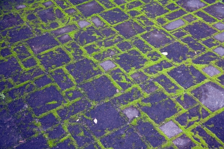 green rock mossy roadの写真素材