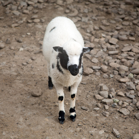 Angola sheep in  zoo