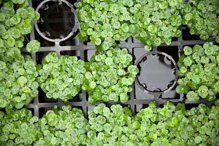 Green potted background/Green potted