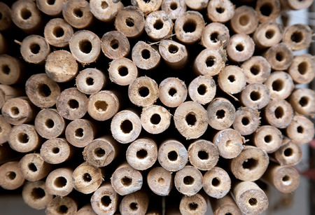 bamboo background/bambooの写真素材