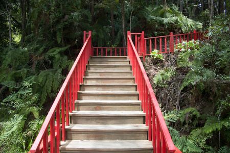 Ladder to somewhere in forestの写真素材