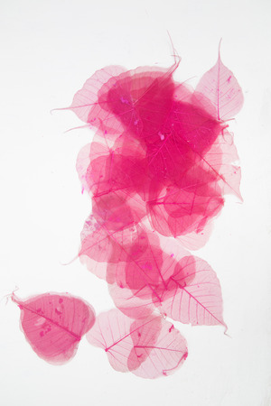 Dry leaf detail texture red