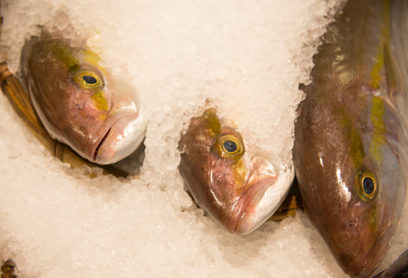 Fish market fresh fish