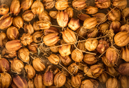 dried Acid berriesの写真素材