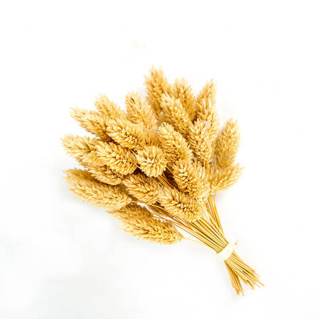 Canary dried flowersの写真素材