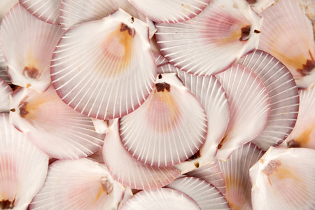 scallops shell (See Pectinidae)の写真素材