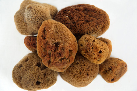 Natural spongeの写真素材