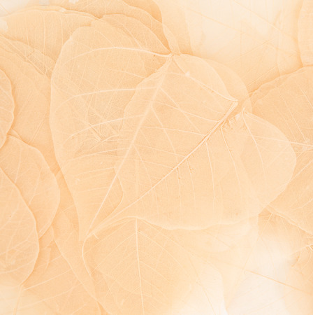 Indus transparent autumn leaf backgroundの写真素材