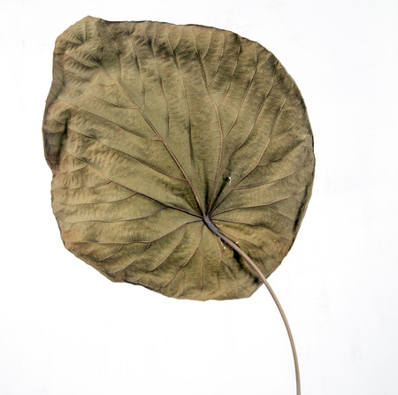 dry lotus /summer plants memoryの写真素材