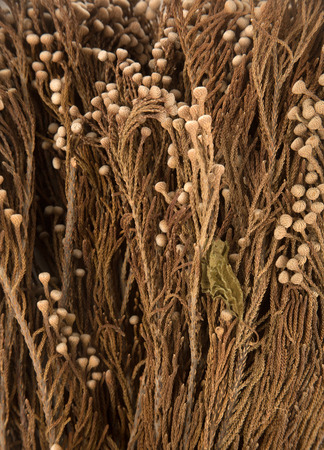 Daisy dried flower /dried flowerの写真素材