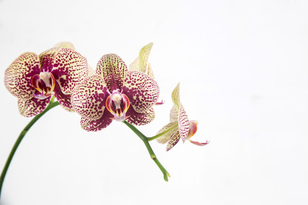 Orchid flowers isolated