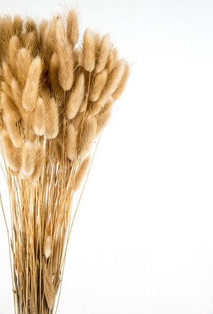 Rabbit Tail Grass on backgroundの写真素材