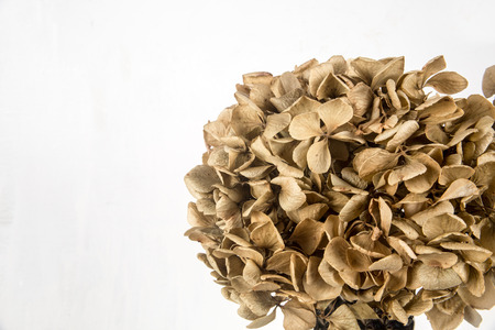dry Hydrangea flowerの写真素材