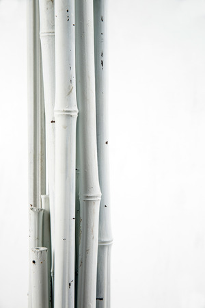white bamboo on whiteの写真素材