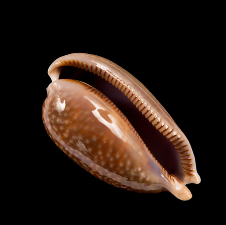 Sea shell on the black backgroundの写真素材