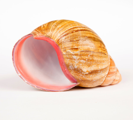 snail shell on the white backgroundの写真素材