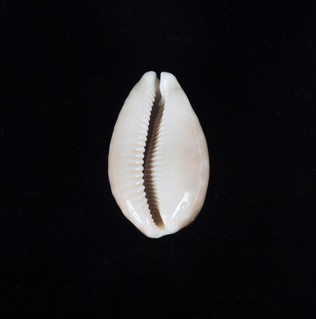 Sea shell on the black backgroundの写真素材